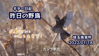 ギター日記　昨日の野鳥　・　埼玉県某所　2022年1月18日