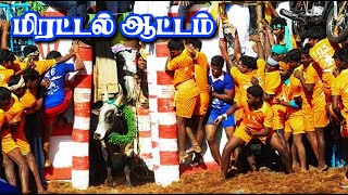 மிரட்டலான ஆட்டம் செம்ம ஆட்டம் ஆடிய காளைகள்... Tamizhan Trending