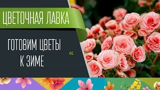 Готовим цветы к зиме. Цветочная лавка