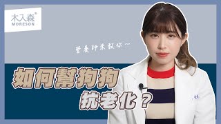 Tinny│營養師 如何一起幫狗狗抗老化？｜木入森Moreson