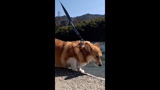 川のそばを歩くコーギー / Corgi watching the river flow #コーギー #sakura #サクラ