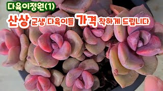 다육이정원(1) 완전 신상들 가격 착하게 드립니다 하월야 짚시 러우금 ...