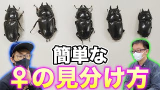 「これ全部違う種類…」【プロに教えてもらう】クワガタ♀の見分け方、違いが有りすぎて驚愕