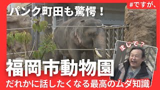 福岡）大人気おでかけスポット【福岡市動物園】深堀クイズ