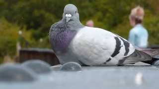 Feral Or Domestic Pigeon On Iron Bridge