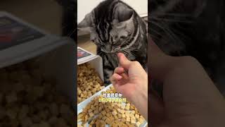 当我偷偷拿走猫咪藏的小鱼干，会发生什么？猫零食 冻干桶  网易天成猫粮