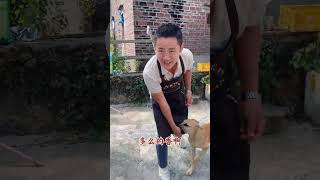 如何让狗狗积极训练？训犬师保姆式教学，一学就会 #不养狗不知道养狗的乐趣 #万物可爱计划 #宅家治愈记 #训犬师阿金 #马犬幼犬 @金哥乡村宠物服务中心