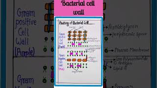 🦠🦠Bacterial Cell wall || Gram Positive & Gram Negative Cell Wall #shorts #youtube #bmlt #cellwall