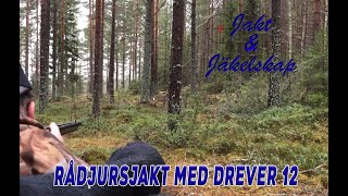 Rådjursjakt med drever 12 - Unghundslycka