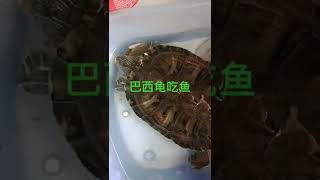 巴西龟吃鱼的样子 turtle eat fish