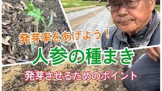 人参の種まき〜発芽率を上げるポイント〜