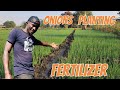 The best onions planting fertilizer