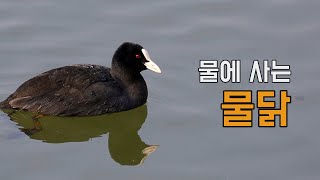 물풀이라도 열심히 건져 먹는 물닭ㅣ겨울철새ㅣ CootㅣKorean Wild Bird