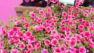 Spring Trials 2016: Colibri™ Calibrachoa