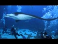 Diving with the Gentle Giants in the Georgia Aquarium!