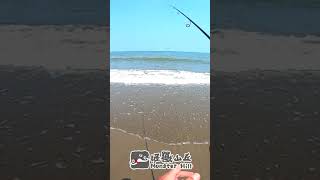 海灘釣螃蟹，這樣擺著就過來了 #shorts #fishing #short