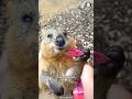 Quokka 🦘 The Happiest Animal on Earth!