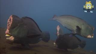 Humphead parrotfish