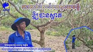 #តើស្វាយចន្ទីរបស់ពុកម៉ែបងប្អូនបានធ្វើការតាក់តែងមែកហើយឬនៅ?