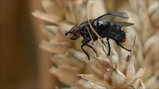 Biologinių produktų naudojimas