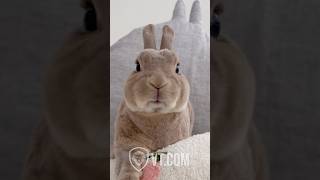 Easter Bunny Says Happy Easter With a Mouth Full 🐰🥕😂