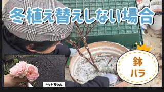 【鉢バラ】冬植え替えしない場合の巻き！