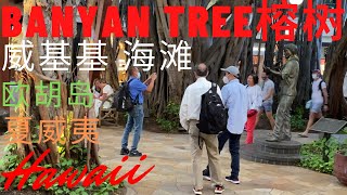 Banyan Tree榕树 Waikiki Beach威基基海滩  檀香山  夏威夷  美国