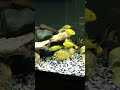 African Mbuna Cichlid Aquarium Rock-Scape with lots of hidings spots