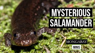 Why did the southern dusky salamander almost completely disappear?