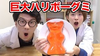 【実験】巨大ハリボーグミ作ってみた！How To Make Giant Bear Gummy