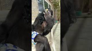 THE FUNNIEST AND MOST HILARIOUS MONKEYS VIDEO || PART 2