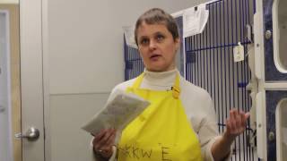 Volunteer Cat Cuddler Story - 1001 Donations