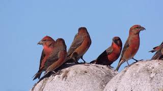 Red Crossbill