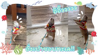 ใครชอบทะเล ให้อิอิ้ว | โมเมกับอั่งเปา #แพรี่ด็อก  prairiedog sound