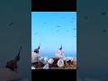 snow geese hunting amazing shots #youtubeshorts #goosehunting #birdhunting #duckhunting