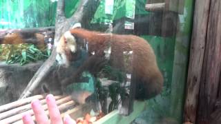 广州长隆野生动物世界小熊猫 Red Panda in Guangzhou Chimelong Safari Park