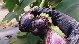 Farm volg picking vegetables #turkey #capcut #canada #viralvideo #food