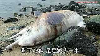 魚網纏死白海豚　浮屍大澳