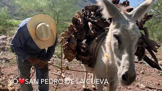 Haciendo leña con hacha y cargada en burro