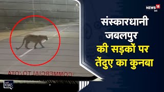 OMG | संस्कारधानी Jabalpur की सड़कों पर तेंदुए का कुनबा | Viral Video