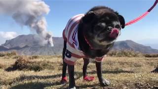 絶景！阿蘇山を眺める杵島岳登山★15歳誕生日お祝い旅行♪黒パグPugChoco