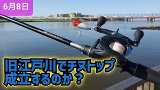 旧江戸川はチヌトップで釣れる？最速今日の旧江戸川シーバス＆チニング情報