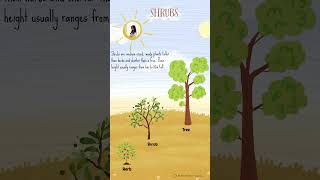 Types of Plants-part 2-shrubs |Types of Plants for Kids | Plants around us/