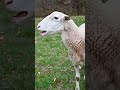 sheep feed at tractor supply co.