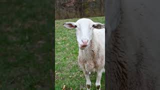 Sheep Feed at Tractor Supply Co.