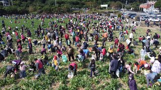 芬園鄉農會千人拔蘿蔔活動　人潮湧入寶藏寺帶動地方經濟