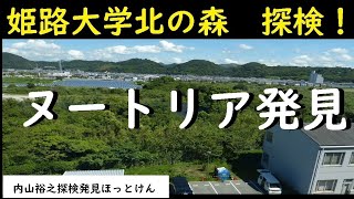 ヌートリア発見、大塩、姫路大学北の森と畑、関西【内山裕之】自然探検45