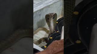 Har Har Mahadev | Real Snake found in Mandir behind Shivling | AkkuTube