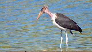 Beautiful Marabou Stork