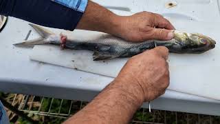 Easiest way to prepare ladyfish. Como preparar macabi.